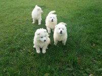 AKKUŞ ÜRETİM ÇİFTLİĞİNDEN SAMOYED YAVRULARI