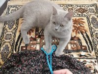 Kedimiz yeni yuvasını arıyor