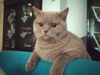 British Shorthair Kedimiz Sahiplendirilecek