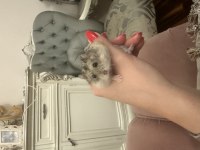 Hamster bebek