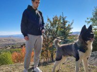 Safkan Amerikan Akita tombişler