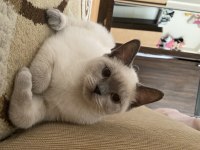 Acil sahiplendirme british longhair