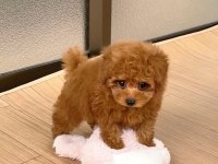 Safkan ve ırk garantili poodle yavrularımız