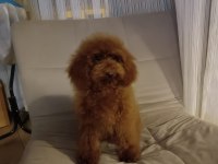 RED TOY POODLE YAVRULARI