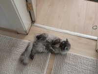British Longhair kedimiz