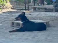 Dişi doberman 9 aylık