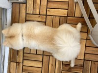 Erkek pomeranian 1 yaşında