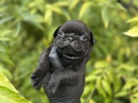 Pink taşıyıcı erkek Pug Mops yavrularımız