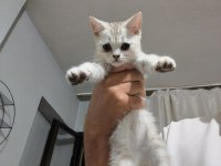 Afacan british shorthair kediler