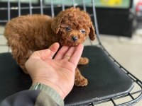 Petmode köpek çiftliğinde tea cup poodle yavrular