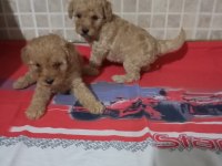 Poodle yavrularımız mini ve toy boy renk renk
