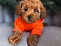 Full Safkan Toy Poodle yavruları Teslime Hazır 