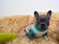 Lilactan isabella taşıyıcı bebişler french bulldog