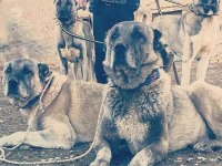 SİVASIN MİLLİ DEĞERİ KANGAL YAVRUSU