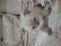Sevimli Yavru Blue Point Scottish Fold