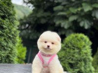 Sevimli pomeranian boo
