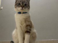 Minnoş kız british shorthair