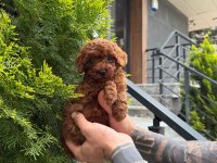 Poodle kalitesinde maltipoo