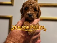 Toy Poodle Yavrumuz
