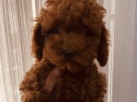 Toy poodle 2 aylık