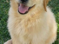 A Kalite Golden Retriever Yavrular