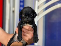 Pug mops siyah yavrular