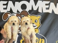 BABY FACE GOLDEN RETRIEWER YAVRULARI SAFKAN BELGELİ ANKARA