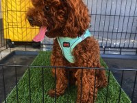 Poodle Oğluma Eş arıyorum