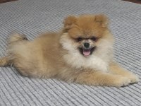 4 aylık pomeranian boo erkek