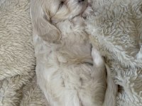 Maltipoo yavru köpekler