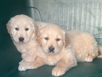 Golden retriever yavruları