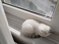 British Shorthair Dişi Yavru