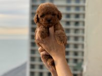 Micro teacup Korea Poodle köpeğimiz