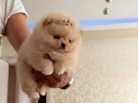 TEACUP PRENSES MİNİ BOY POMERANİAN