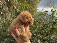 Uygun ve kaliteli poodle yavrumuz