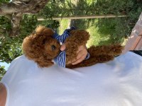 Poodle Bebekler