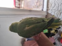 Evcil el beslemesi pakistan papağanı yavru