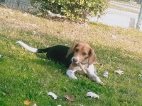 15 aylık güzeller güzeli beagle kraliçem saf kan
