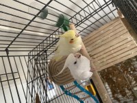 Çift Sultan Papağanı Albino Lutino
