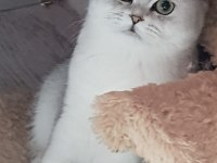 Şampiyon anne ve babadan scottish fold yavrular