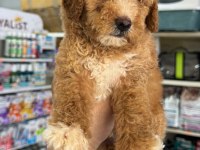 Maltipoo yavrumuz ilk aşıları yapıldı sağlıklı