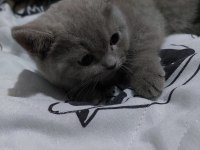 Erkek british shorthair yavrularımız sıcak yuvalarını arıyor
