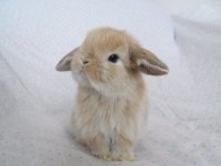 SARI/ KARAMEL HOLLANDA LOP YAVRU TAVŞAN