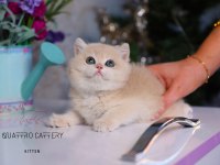 lilac golden british shorthair bebek gitmeye hazır