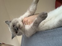 Evden Show Kalite Safkan British Shorthair Kedilerim