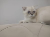British shorthair 6 aylık