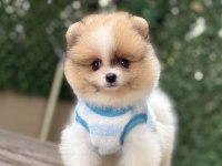 ORJİNAL POMERANİAN