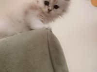 Zümrüt gözlü british longhair dişi