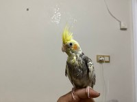 4 aylık sultan papağanı