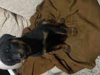 Yavru rottweiler temiz bakımları çip takılı